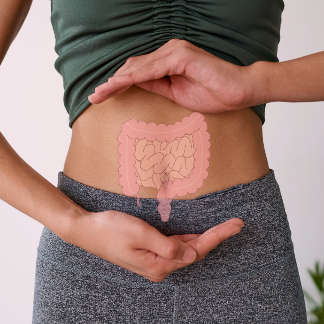 The Gut-Mitochondria Connection: How Gut Health Influences Mitochondrial Function