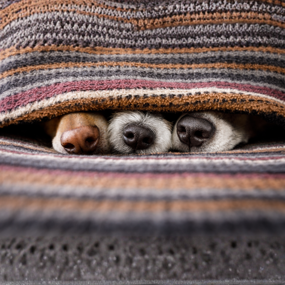 The Pet Effect: How Our Furry Friends Keep Body and Brain in Shape